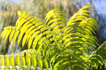 leaves on the tree in nature