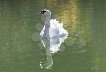 white swan on the lake