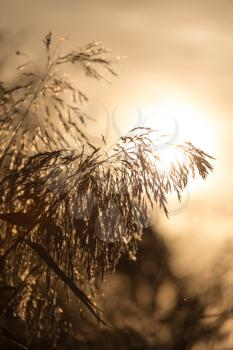 reeds at sunset