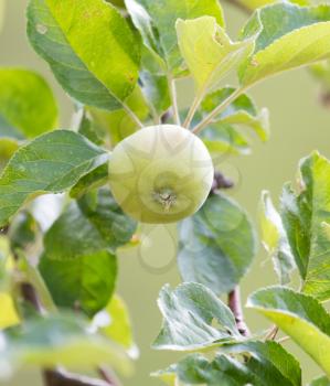 Fresh ripe green apples on tree in summer garden