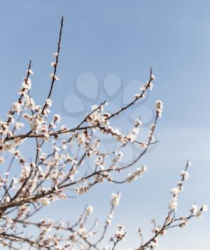 beautiful flowers on the tree in nature