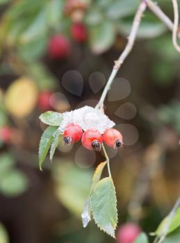 wild rose in the snow