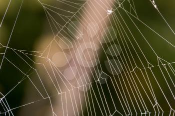 spider's web. close-up