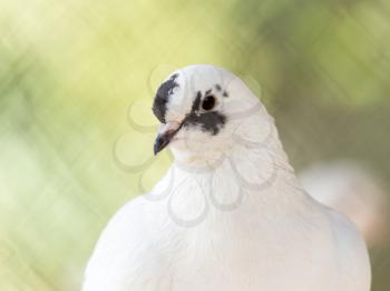 portrait of a white dove on the nature