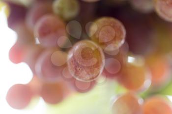 red grapes on the nature