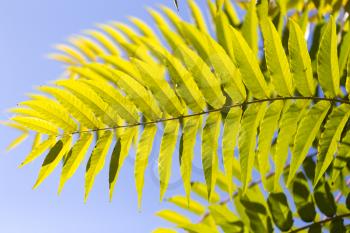 beautiful leaves on the tree