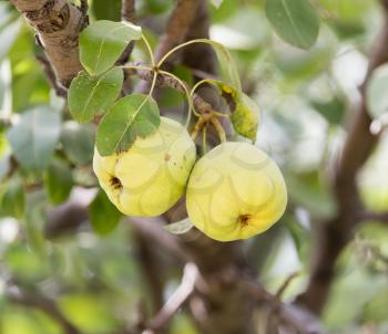 pears on the tree in nature