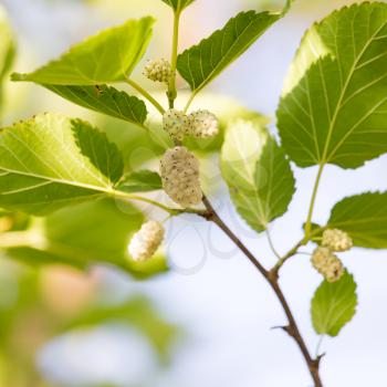white mulberry tree in nature