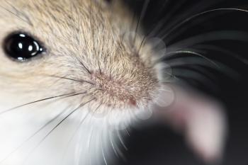 mouse nose. close-up