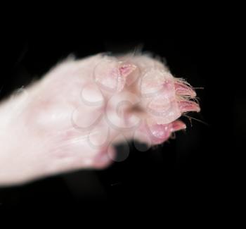 mouse paw. close-up