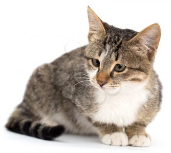 cat on a white background