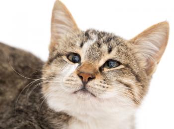 cat on a white background