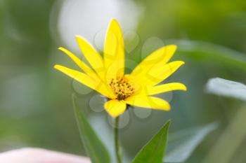 yellow flower in nature