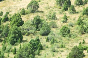 coniferous trees on a hillside