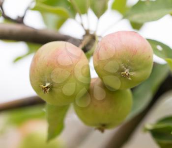 ripe apples on a tree branch