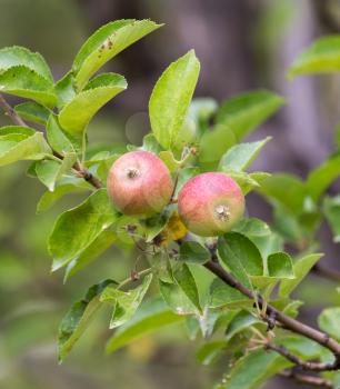 ripe apples on a tree branch