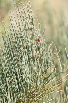 wild red berries on a bush