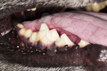 the dog's teeth. close-up