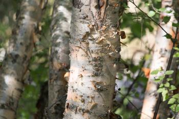 birch in nature