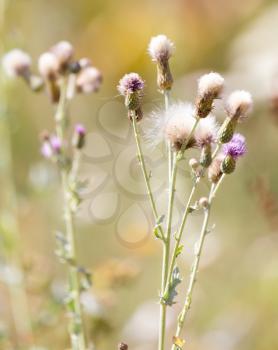 flowers on a prickly plant