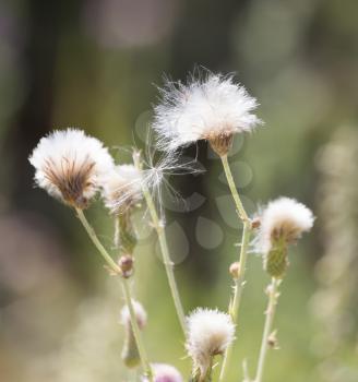 flowers on a prickly plant