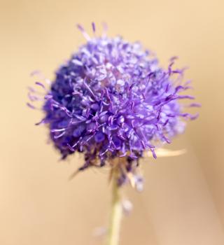 blue flower in nature