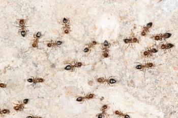 ants on the wall. close-up