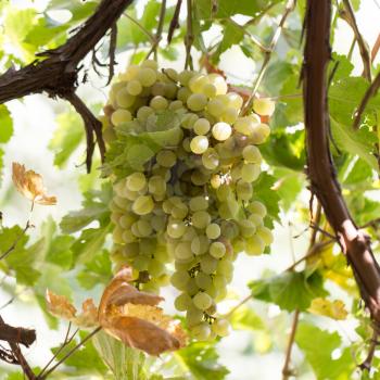 ripe grapes on the nature