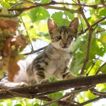 kitten on the nature