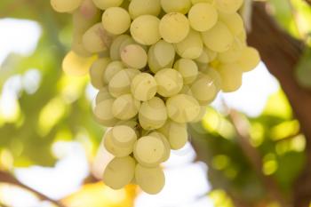 ripe grapes on the nature