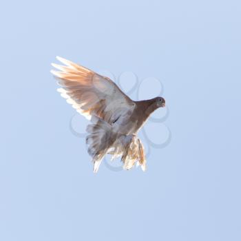 dove in flight in the sky