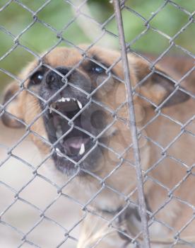 angry dog ​​behind a fence