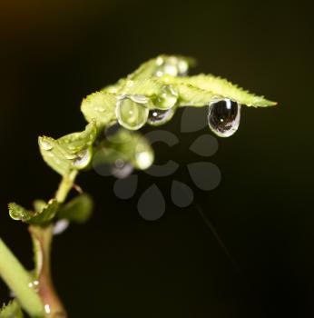 rain drops on a plant