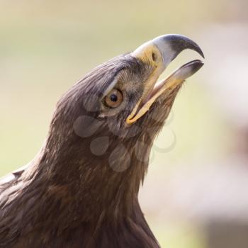 eagle portrait on nature