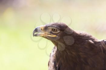 eagle portrait on nature