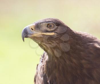 eagle portrait on nature