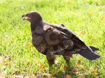 eagle portrait on nature