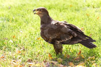 eagle portrait on nature