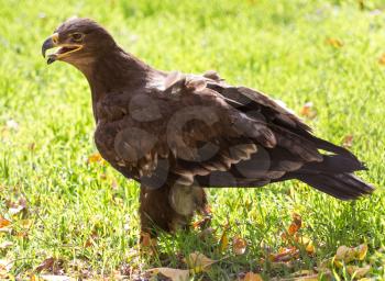 eagle portrait on nature