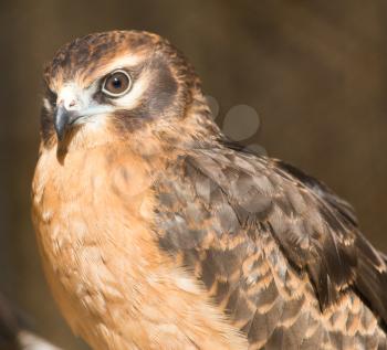 Portrait hawk on nature