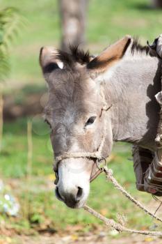 portrait of a donkey