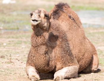 camel portrait in nature