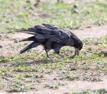 black raven on nature