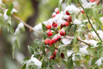 wild rose in the snow