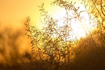 tree on a background of beautiful sunrise