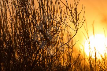 tree on a background of beautiful sunrise