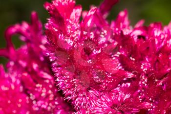 red velvet flower in nature