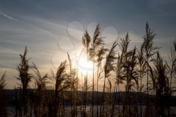 bulrush on background sunset in winter