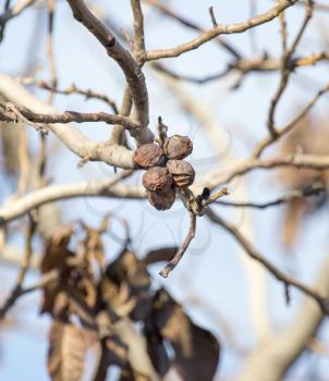 walnut tree with bare branches