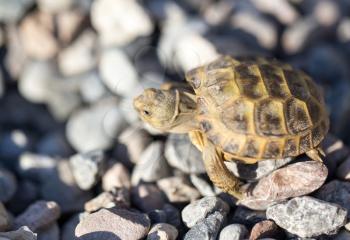 turtle on rocks in nature